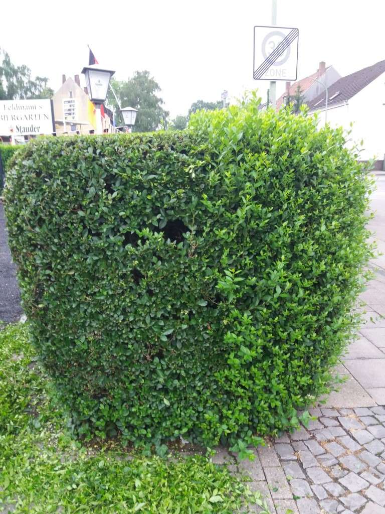 Bild einer Hecke mit Vorher- und Nachhereffekt